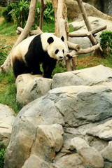 Fototapeta premium panda