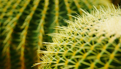 cactus , echinocactus grusonii, golden barrel cactus