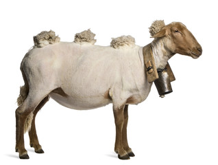 Obraz premium Side view of Mourerou sheep wearing bell