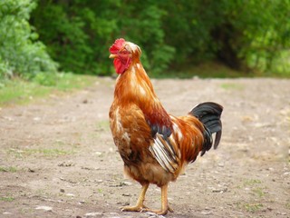 Nice cock