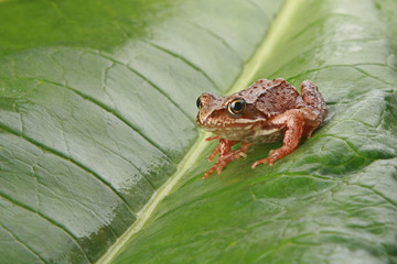 Curious frog on a big green leaf