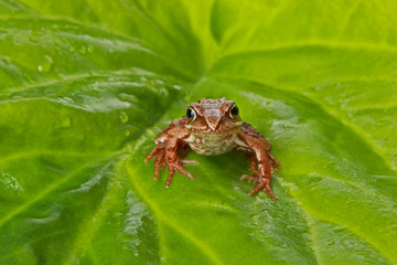 Curious frog on a big green leaf