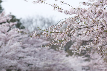 Pink Cherry Blossom In Spring Garden