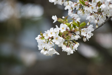 White Cherry Blossom In Spring Garden