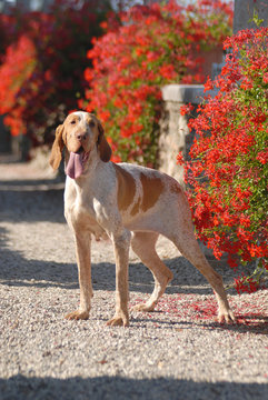 BRACCO ITALIANO