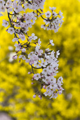 Pink Cherry Blossom With Yellow Background In Spring Garden