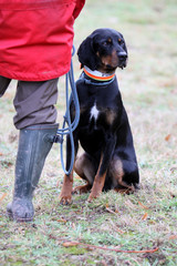 Brandlbracke bei einer Jagdhundeschulung