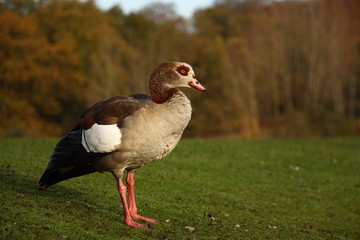 Egyptian Goose in full profile