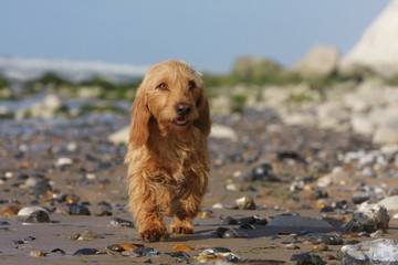 basset fauve de Bretagne marchant d'un pas fatigué