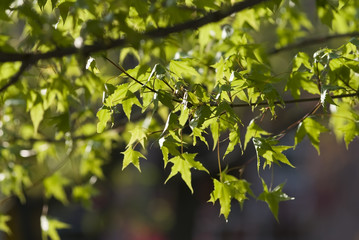 Fototapeta na wymiar Fresh Green Leaves in Spring