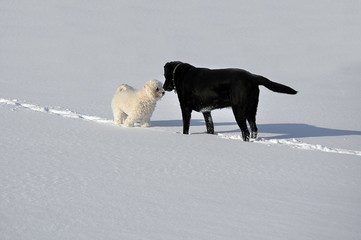 Begrüßung zwischen zwei Hunden