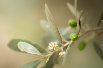 Olives.Very shallow DOF