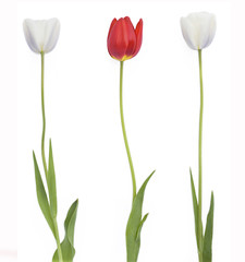 Row of three tulip