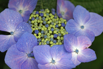 春の花d-146