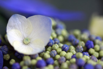 春の花d-150
