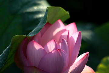 春の花d-203