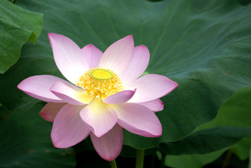春の花d-208