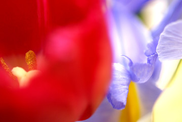 春の花d-25