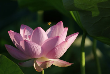 春の花d-244