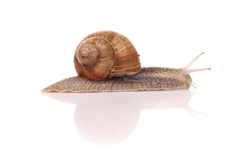 Schnecke