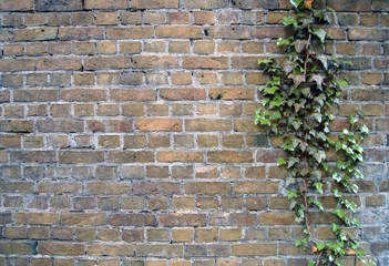 Ivy on a Brick Wall Outdoors