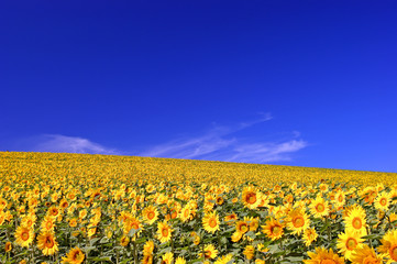 北海道・初秋d-64