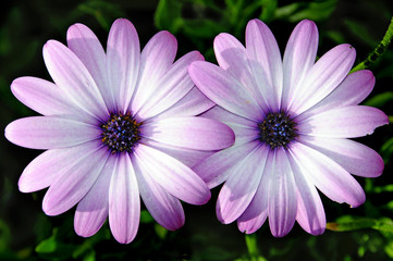 Obraz premium wild daisies