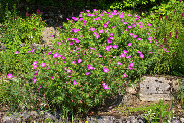 Wiesenstorschschnabel