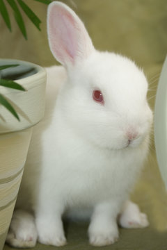 white rabbit