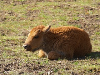 Petit bison