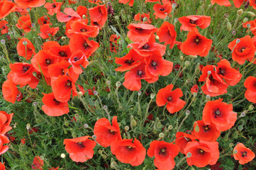 papaveri
