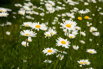 Fototapeta premium margeriten3