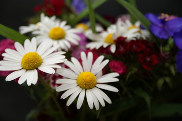 Fototapeta premium Blumenstrauß