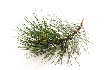 pine branch isolated on the white background