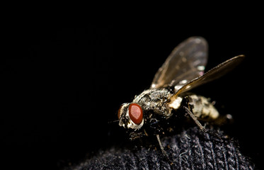 macro shot of common housefly on black background