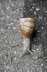 Grapewine snail on pavement