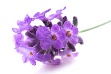 Fototapeta na wymiar lavender flower on the white background