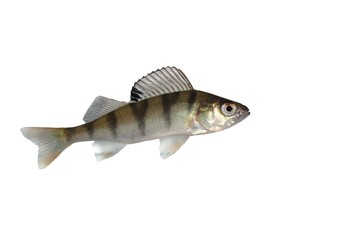 perch