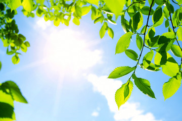 Green leaves with sun ray