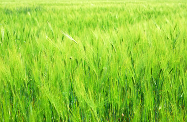 Young vegetation on a corn field