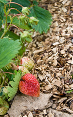 Fototapeta premium fraises