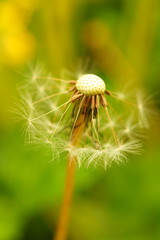 Dandelion, close up