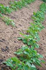 jardin potager