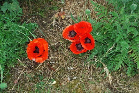 coquelicot