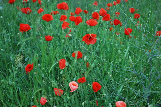 coquelicot