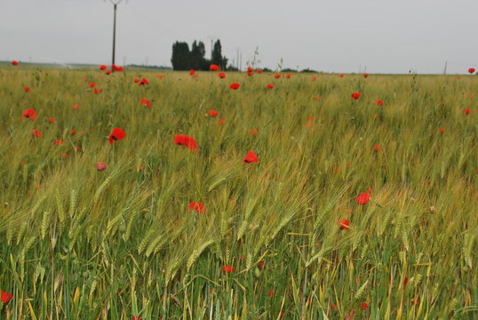 coquelicot