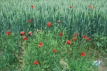 coquelicot
