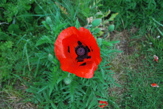 coquelicot