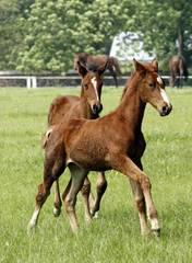 Two foals running in the meadow