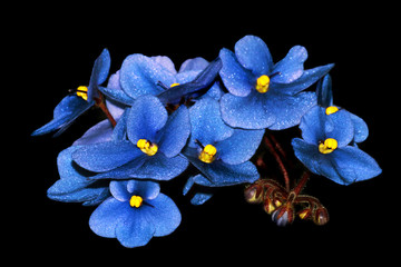 blue flowers isolated on black - Powered by Adobe